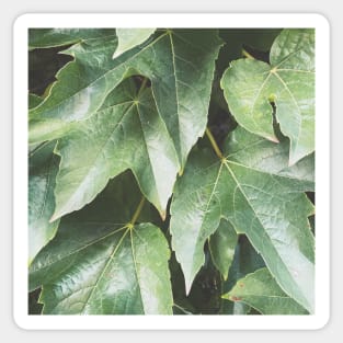 Green Leaves Sticker